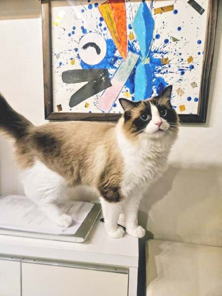 愛猫のチル（ラグドール♂）です。2024年から一緒に暮らしております。毎晩誰かの部屋を訪れて家族の誰かと一緒に寝ておりますが、私の部屋には絶対に来てくれません。餌を準備していると足元に来て身体をスリスリしてくれますが、その時以外のコミュニケーションはなかなか取ってくれません。
