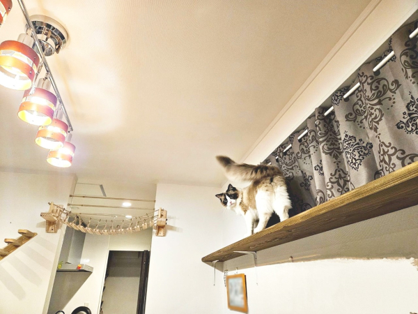 猫を迎えるためにウチの三男と二人で妻を説得しました。当初妻は猫なんて飼いません！私は絶対的な犬派です！と約３年間拒み続けておりました。その間ウチの三男は誕生日もクリスマスもプレゼントはいらないと、猫しかいらないと言い続けました。最終的に三男の願いが叶い猫が家に迎え入れられるのですが、今となっては妻は得意のDIYでリビングや居室にキャットウォークを造ってしまったり、自分の寝室に猫専用ベッドがあったりと、とにかく猫への溺愛っぷりは凄まじいです。