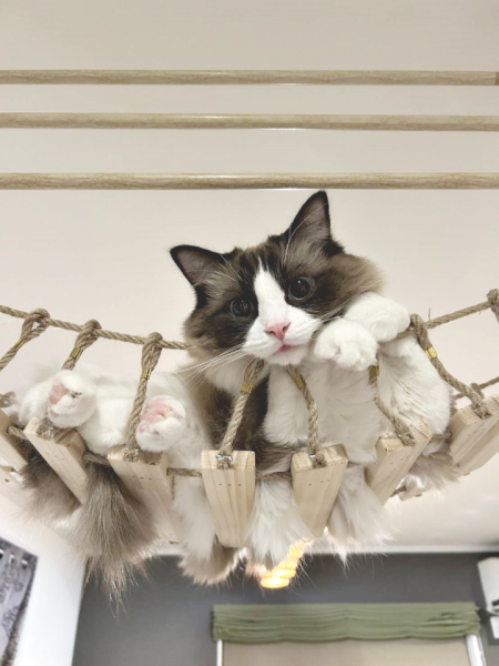 このつり橋でくつろいでいるところに私が通ると上から猫パンチされます。どうやら彼の中で妻の事はお母さん、三男は親友、次男は遊び相手、長男は仲良くなりたい人、私は下僕、といった位置づけになっている様子です。