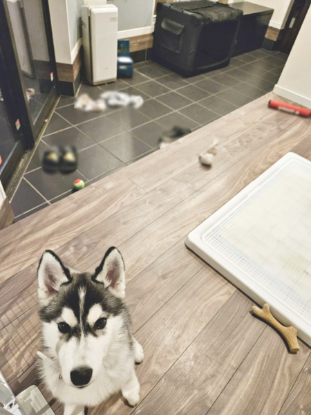愛犬のハニ（シベリアンハスキー♀）です。2024年にゴールデンレトリーバーのムムが亡くなってしまい、犬がいない生活というのが寂しすぎて2025年1月にお迎えいたしました。玄関全てが彼女の遊び場で毎日走り回っており、気を抜くと玄関ドアから脱出を試みるので危険です。