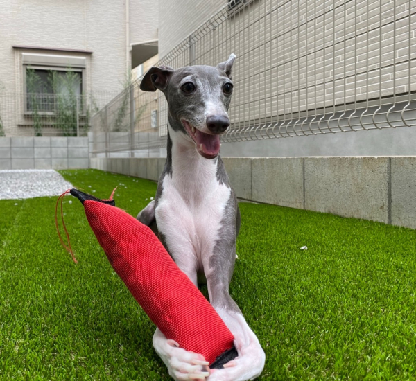 休みの日は庭で愛犬と遊びます。デスクワークの運動不足を解消しております。