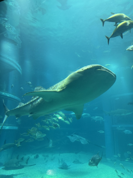 仲の良い友人たちと大阪の海遊館に行ったときの一枚です。ジンベエザメがとても大きくて驚きました。