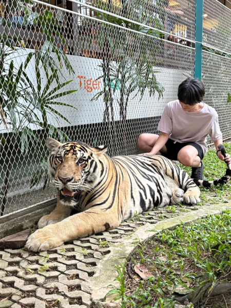 私の趣味は旅行で、新しい場所に行くことや現地のグルメを食べることが好きです。写真はタイで虎と触れ合ったときです。