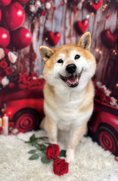 実家で飼っている食いしん坊の柴犬です。