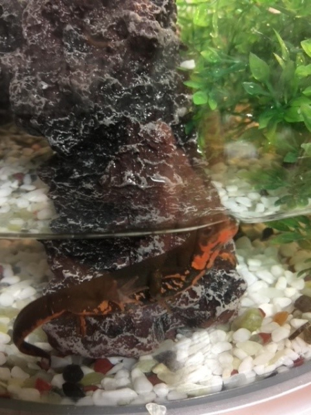 わが家の家族の一員、アカハライモリの「イモ」です。アカハライモリの寿命は20年～25年になります。飼い始めた息子より長く自宅に居そうです。