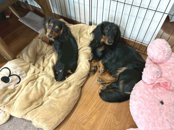 愛犬のちくわ(右)ともずく(左)です。
ちくわの方が1年半ほどお兄ちゃんで、もずくが乗っているトンネルクッションはちくわのお気に入りでした。

休みの日は近所の公園に出かけたり犬用の人工芝を敷いたお庭で遊んでいます。

住宅購入と併せてわんちゃんを迎え入れたいご家族にはおすすめ商品の提案が沢山ございますので、是非ご相談ください。