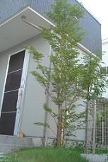 皆様の成長を見守るお住まいのシンボルツリー。天まで成長しろ～！