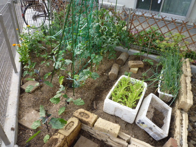 自慢の家庭菜園です!!