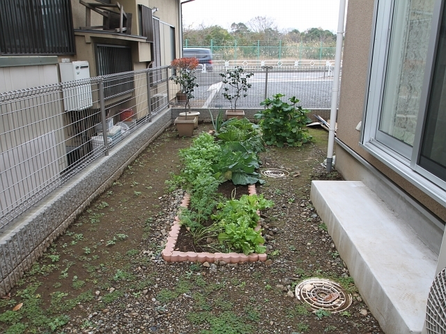 無農薬の美味しいお野菜です♪
