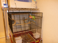 インコの「ハッピー」