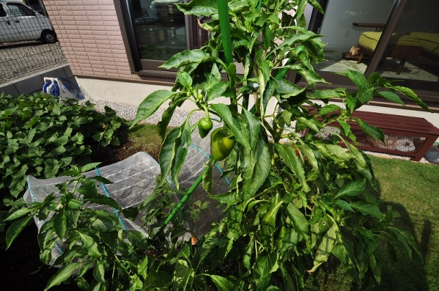 ミニ家庭菜園