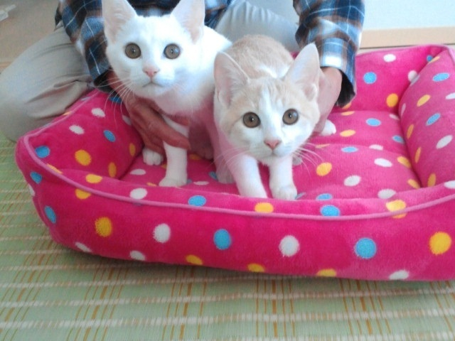 念願の可愛いご家族もご紹介頂きました！