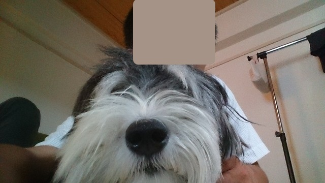 N様　Pちゃん