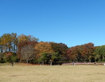 現在は専ら自宅近くの都立小金井園の散歩が中心です。歩いたり、軽くランニングしてみたり、広大な敷地内は緑多く、時期では桜もきれいな公園で癒されます。