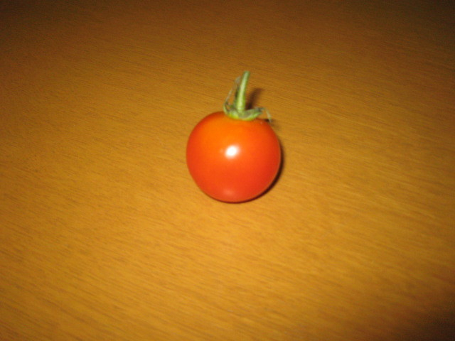 今日、収穫したミニトマト。