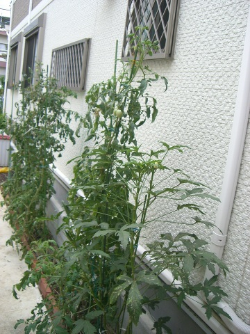 ☆通路に家庭菜園を作りました。トマトをパシャリ！！
