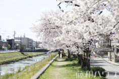 下条橋付近の地蔵川の桜