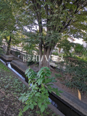千川上水　【西東京市柳沢３丁目】
季節によって変わる景色を眺めながら、お子様と遊んだり、気分転換に散歩を楽しんだり、気軽に訪れることの出来る身近なスポットのひとつです。